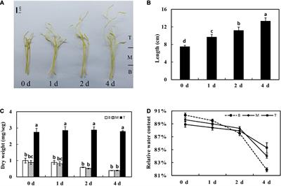 Metabolomics Analysis Provides New Insights Into the Molecular Mechanisms of Parasitic Plant Dodder Elongation in vitro